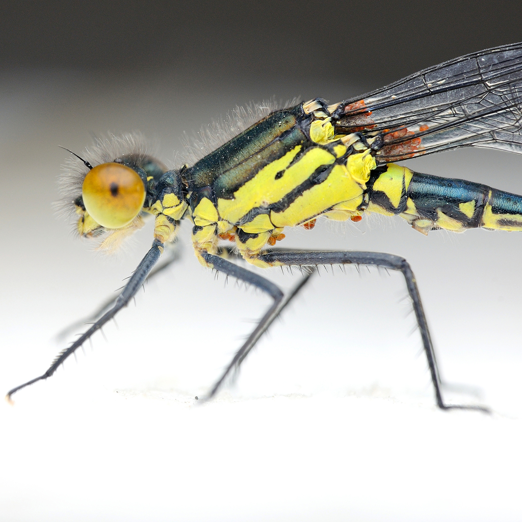 Euhydrachnidia