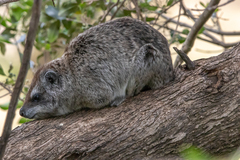 Dendrohyrax arboreus