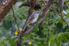 Bradornis microrhynchus