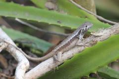 Stenocercus iridescens