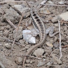 Microlophus occipitalis