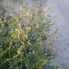 Anthocercis littorea