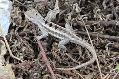 Microlophus occipitalis