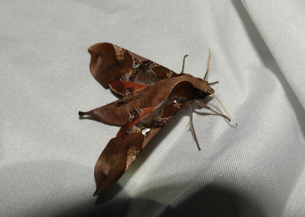 Falcifera Sphinx Moth