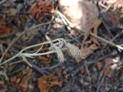 Senecio filaginoides
