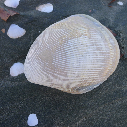 Giant Egg Cockle