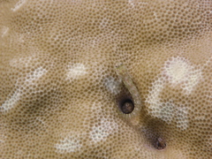 Glyptoparus delicatulus