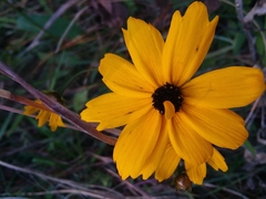Coreopsis gladiata