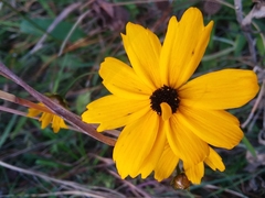 Coreopsis gladiata