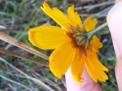 Coreopsis gladiata