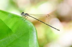 Nososticta impercepta