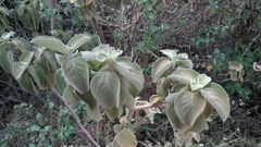 Coleus barbatus grandis