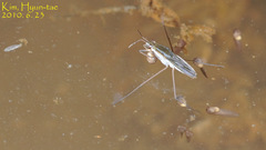 Gerris latiabdominis