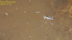 Gerris latiabdominis