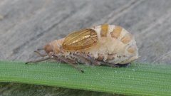 Ditropis pteridis