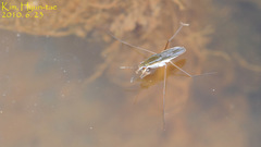 Gerris latiabdominis