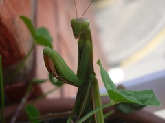 Mantis religiosa
