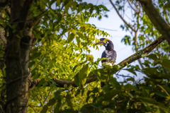 Anthracoceros albirostris