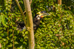 Anthracoceros albirostris