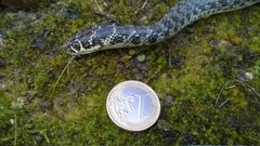 Hierophis viridiflavus