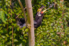 Anthracoceros albirostris