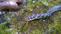 Hierophis viridiflavus