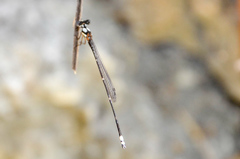 Nososticta impercepta