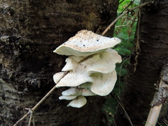 Amaropostia stiptica