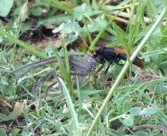 Tachypompilus ignitus