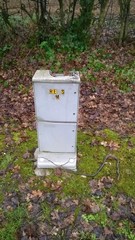 Hierophis viridiflavus