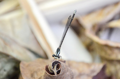 Nososticta impercepta