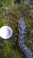 Hierophis viridiflavus