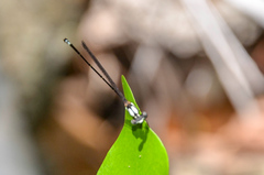 Nososticta impercepta
