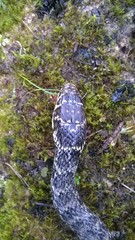 Hierophis viridiflavus