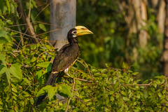 Anthracoceros albirostris