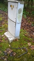 Hierophis viridiflavus