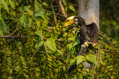 Anthracoceros albirostris