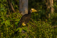 Anthracoceros albirostris