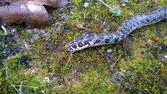 Hierophis viridiflavus