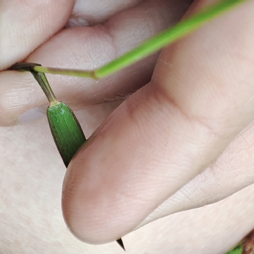 Image of Polytrias indica by no rights reserved