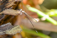 Nososticta impercepta