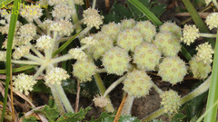 Glehnia littoralis