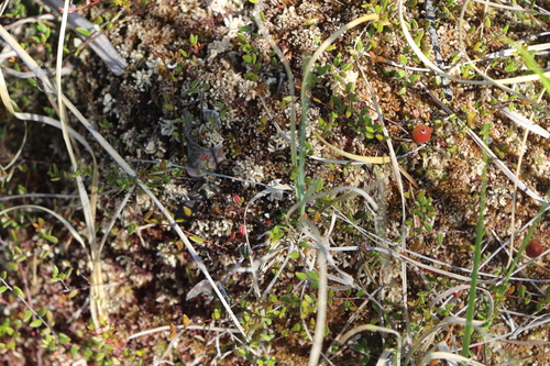 Image of Vaccinium microcarpum by (c) Полина Полежанкина, some rights reserved (CC BY)
