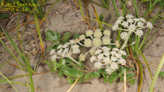 Glehnia littoralis