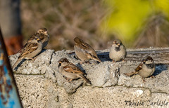 Passer domesticus
