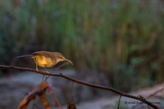 Prinia inornata