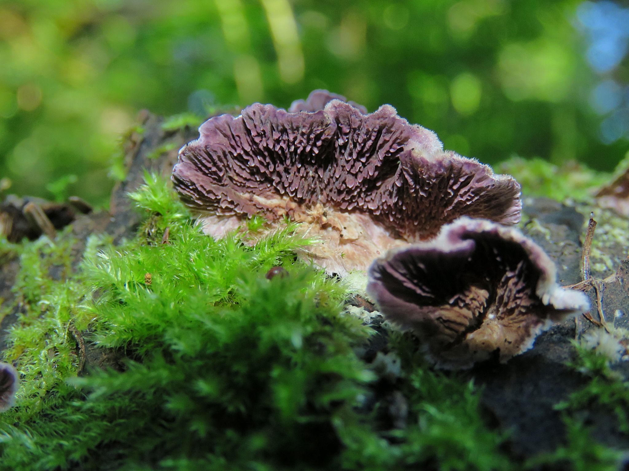 Brown Purplepore Bracket (Trichaptum fuscoviolaceum) · iNaturalist