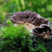 紫褐附毛孔菌 - Photo 由 Lola Smirnova 所上傳的 (c) Lola Smirnova，保留部份權利CC BY-NC
