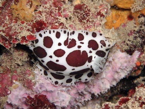 Leopard Sea Slug