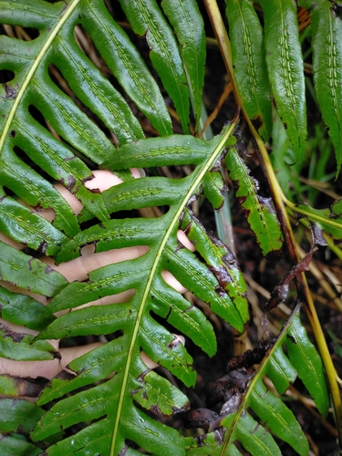 Image of Woodwardia unigemmata by (c) Yu-Chang Chen, some rights reserved (CC BY)
